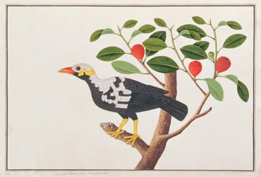 Bergmaina, aus Zeichnungen von Vögeln aus Malakka, ca. 1805-18